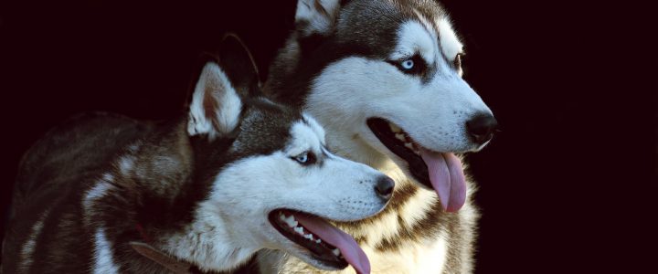 Hundeerziehung ohne Stress für Mensch und Tier (Teil I)