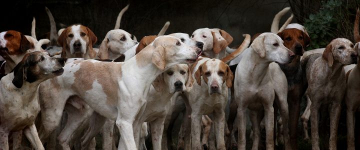 Hundeerziehung ohne Stress für Mensch und Tier (Teil II)
